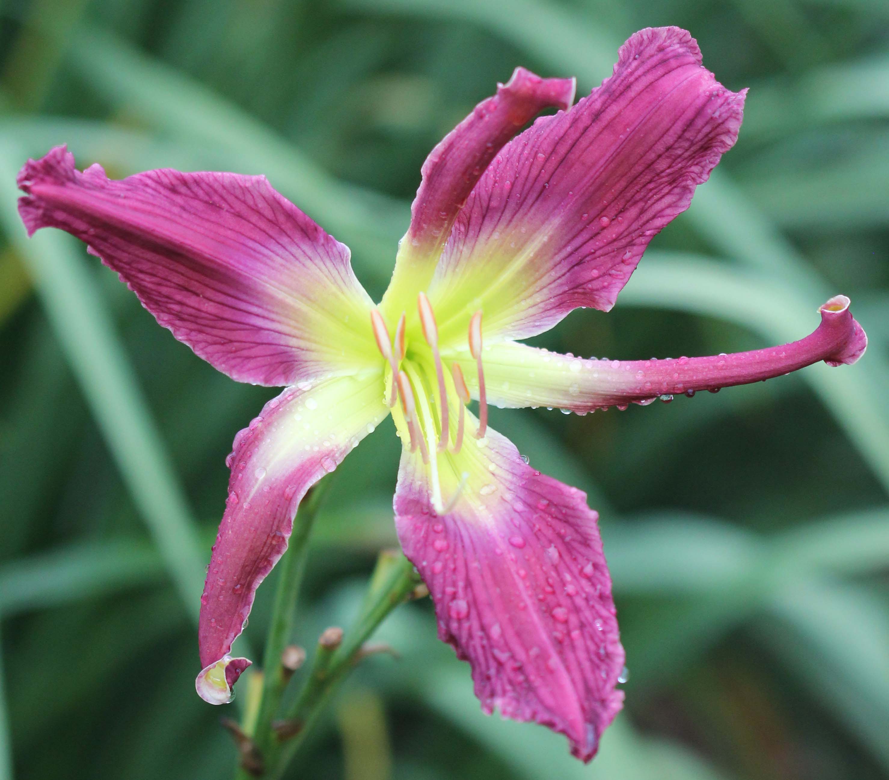 Orchid Moonrise